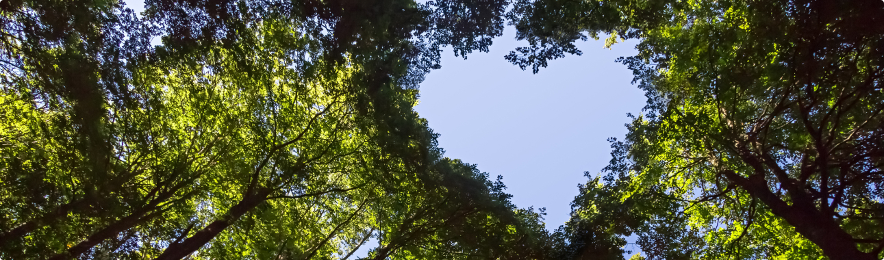 Baum mit herzförmigen Himmelsausschnitt