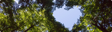 Baum mit herzförmigen Himmelsausschnitt